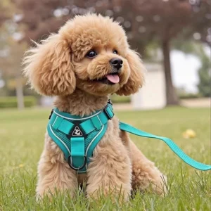 Reflective Breathable Pet Chest Strap