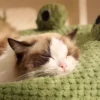 Frog Shape Pet bed for All Seasons